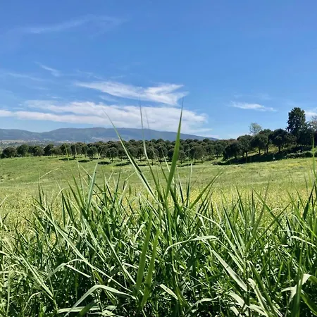 Ikigai Carvalhal (Leiria)