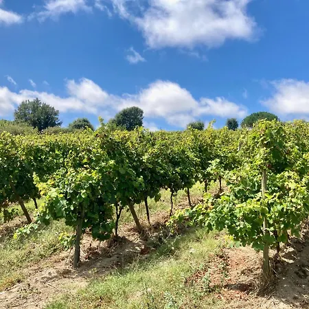 فندق مبيت وإفطار Ikigai